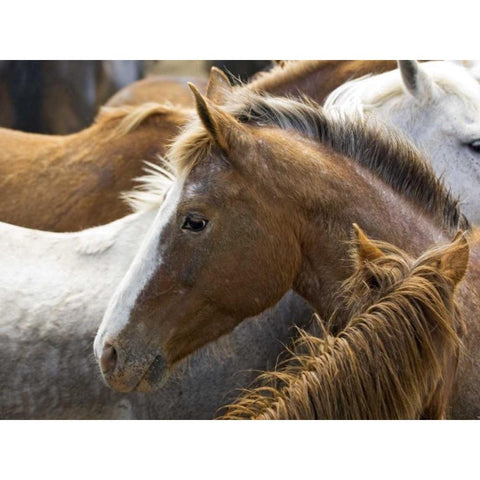 Washington, Malaga, Horse in corral after roundup Black Modern Wood Framed Art Print by Kirkland, Dennis