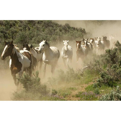 WA, Malaga, Running horses kicking up dust Black Modern Wood Framed Art Print by Kirkland, Dennis