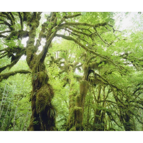WA, Olympic NP Moss growing from trees White Modern Wood Framed Art Print by Talbot Frank, Christopher