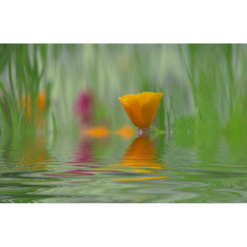 WA, Abstract of California poppy in water Black Modern Wood Framed Art Print by Satushek, Steve