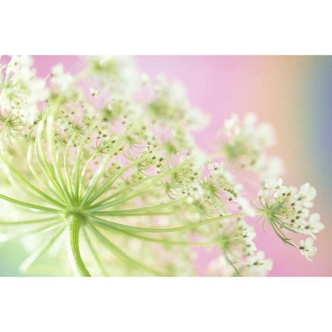 Washington, Cow parsnip flower Black Modern Wood Framed Art Print by Satushek, Steve
