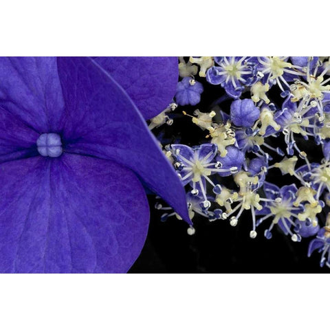 USA, Washington, Seattle Close-up of hydrangea Black Modern Wood Framed Art Print with Double Matting by Ross, Nancy ,  Steve