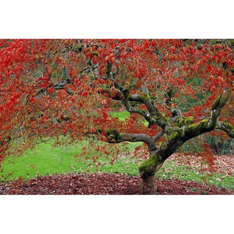 WA, Seattle Japanese maple tree in the Arboretum Black Modern Wood Framed Art Print by Paulson, Don