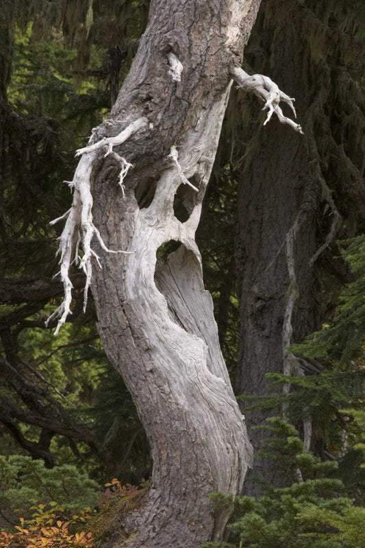 Image Only