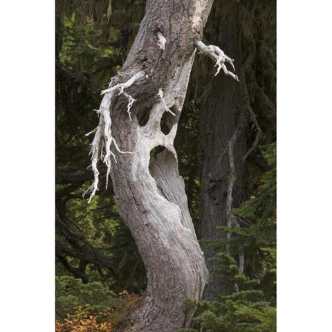 Washington, Mount Rainier NP Spooky ghost tree Black Modern Wood Framed Art Print by Paulson, Don