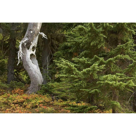WA, Mount Rainier NP Spooky ghost tree in forest Black Modern Wood Framed Art Print by Paulson, Don