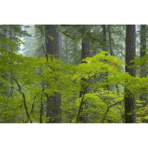 Washington, Mount Rainier NP Ohanapecosh Park Black Modern Wood Framed Art Print by Paulson, Don