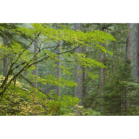 Washington, Mount Rainier NP Ohanapecosh Park White Modern Wood Framed Art Print by Paulson, Don