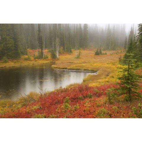 WA, Mount Rainier NP Fall-colored meadow White Modern Wood Framed Art Print by Paulson, Don