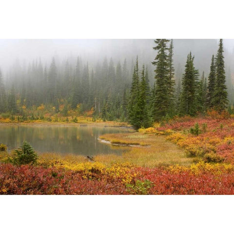 WA, Mount Rainier NP Fall-colored meadow Black Modern Wood Framed Art Print by Paulson, Don