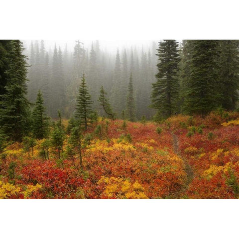 WA, Mount Rainier NP Path through autumn meadow Black Modern Wood Framed Art Print by Paulson, Don