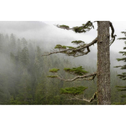 USA, Washington, Mount Rainier NP Tree in fog Black Modern Wood Framed Art Print by Paulson, Don