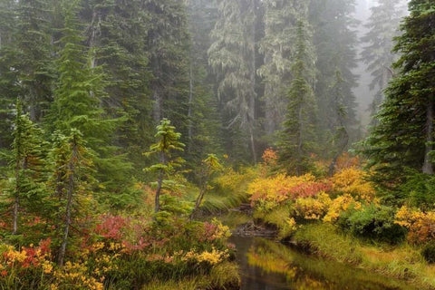 WA, Mount Rainier NP Vegetation over a brook Black Ornate Wood Framed Art Print with Double Matting by Paulson, Don