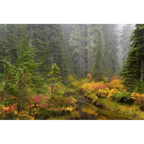 WA, Mount Rainier NP Vegetation over a brook Black Modern Wood Framed Art Print by Paulson, Don