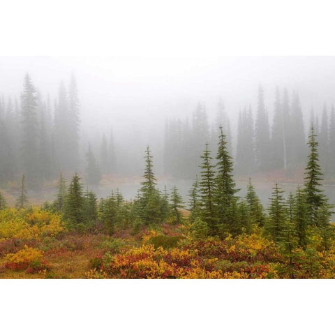 WA, Mount Rainier NP Trees and lake in mist Black Modern Wood Framed Art Print by Paulson, Don