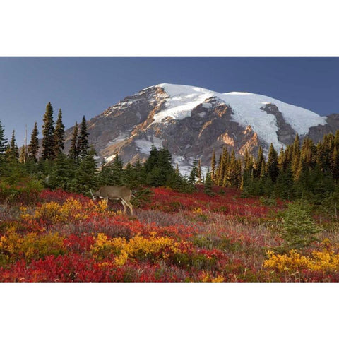 WA, Mount Rainier NP, Deer grazing in meadow Black Modern Wood Framed Art Print by Paulson, Don