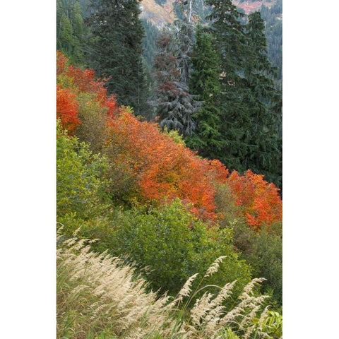 WA, Mount Baker Wilderness Tomyhoi Lake Trail Black Modern Wood Framed Art Print by Paulson, Don