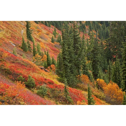 WA, Mount Baker Wilderness Tomyhoi Lake Trail Black Modern Wood Framed Art Print by Paulson, Don
