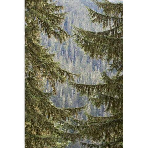 WA, Mountain hemlock trees frame a distant forest White Modern Wood Framed Art Print by Paulson, Don