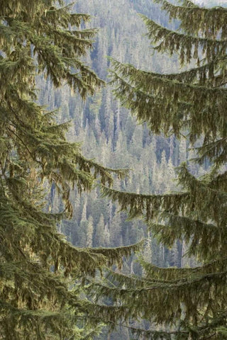 WA, Mountain hemlock trees frame a distant forest White Modern Wood Framed Art Print with Double Matting by Paulson, Don