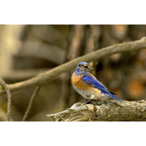 WA, Yakima Western bluebird with food for chicks White Modern Wood Framed Art Print by Welling, Dave