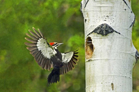 WA, YakimaPleated woodpecker at nest with chicks White Modern Wood Framed Art Print with Double Matting by Welling, Dave