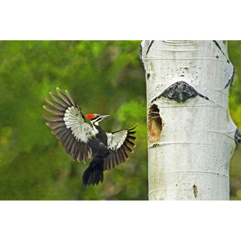 WA, YakimaPleated woodpecker at nest with chicks Black Modern Wood Framed Art Print by Welling, Dave
