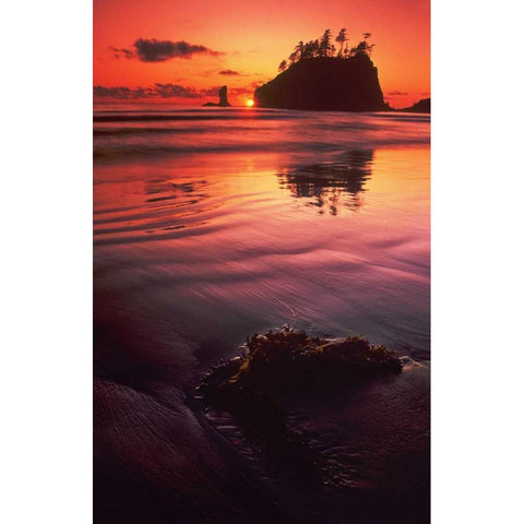 WA, Olympic NP Sunset over sea stacks Gold Ornate Wood Framed Art Print with Double Matting by Welling, Dave