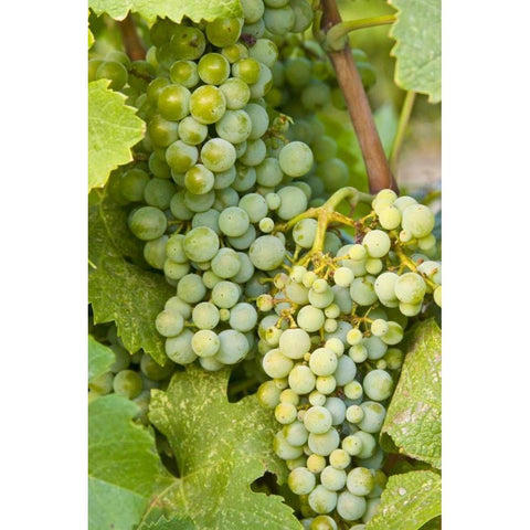 WA, Quincy Detail of Semillon grapes in vineyard Black Modern Wood Framed Art Print by Ross, Nancy ,  Steve