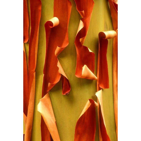 WA, Olympic NP Pacific Madrone tree bark detail Gold Ornate Wood Framed Art Print with Double Matting by Welling, Dave