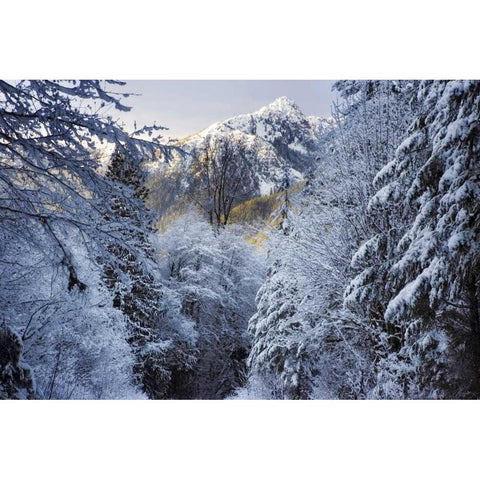 WA, Olympic NP Winter Hamma Hamma River Valley Black Modern Wood Framed Art Print by Paulson, Don