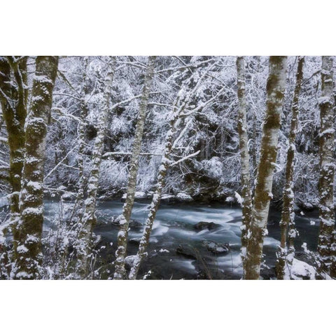 USA, WA, Olympic NP Winter Hamma Hamma River Black Modern Wood Framed Art Print by Paulson, Don