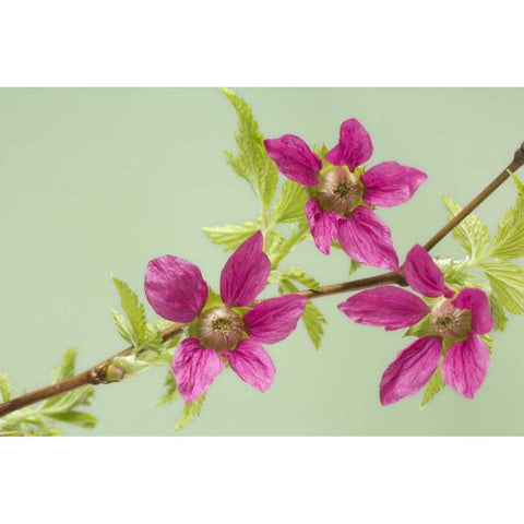 USA,WA, Salmonberry blossoms on branch in spring Black Modern Wood Framed Art Print with Double Matting by Paulson, Don