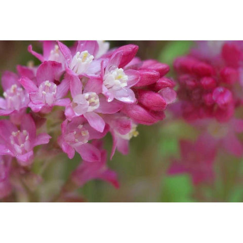 USA,WA, Red-flowering current shrub in spring Black Modern Wood Framed Art Print by Paulson, Don