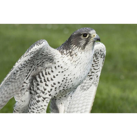 USA,Washington,Seattle Close-up of Gyrfalcon Black Modern Wood Framed Art Print by Paulson, Don