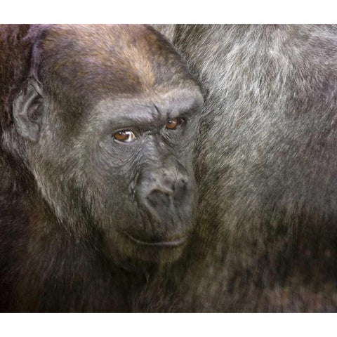 USA,Washington,Seattle Close-up of a gorilla Black Modern Wood Framed Art Print by Paulson, Don