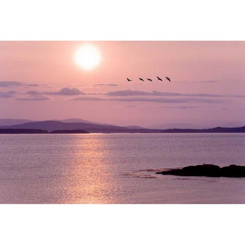 WA, San Juan Isl Birds flying at sunset Black Modern Wood Framed Art Print by Paulson, Don