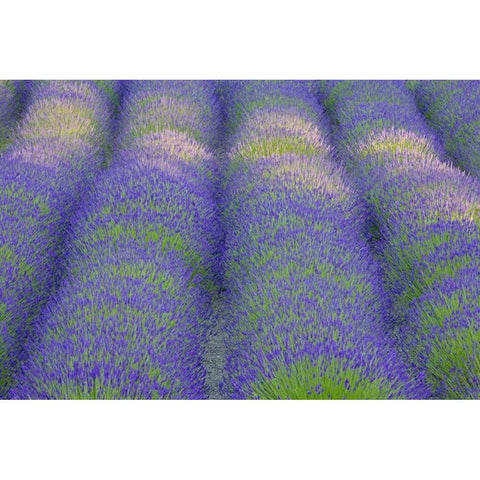 Washington, Bainbridge Island Lavender in garden Black Modern Wood Framed Art Print with Double Matting by Paulson, Don