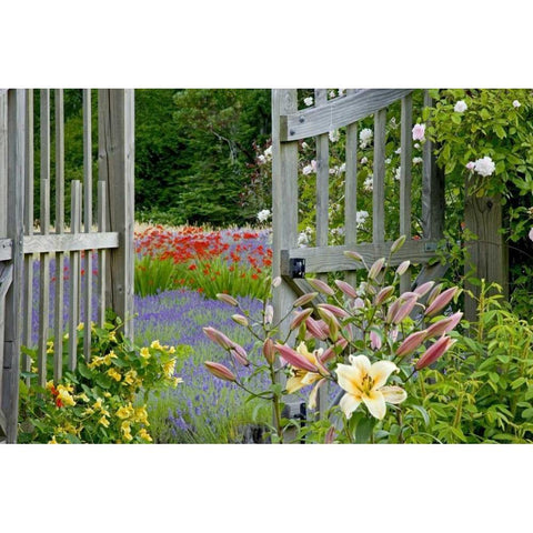 WA, Bainbridge Island Gate into flower garden Black Modern Wood Framed Art Print by Paulson, Don