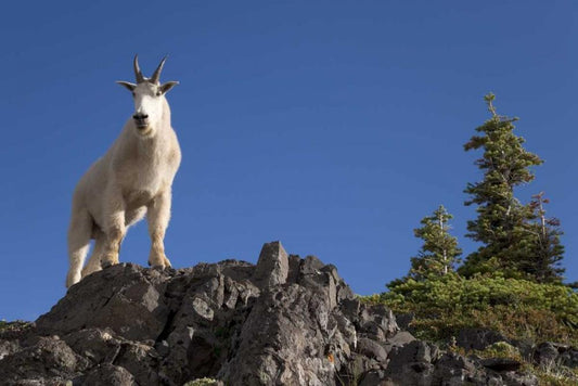 Image Only