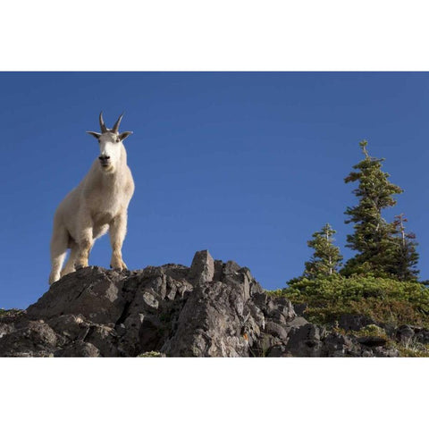 Olympic NP, Klahhane Ridge Male mountain goat Black Modern Wood Framed Art Print by Paulson, Don