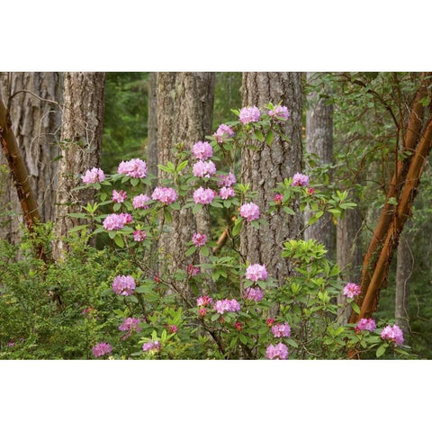 WA, Seabeck Rhododendron flowers grow in forest Black Modern Wood Framed Art Print by Paulson, Don