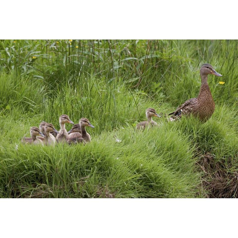 USA, Washington, Seabeck Mother duck with babies Black Modern Wood Framed Art Print by Paulson, Don