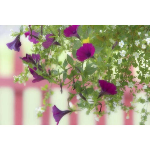 WA, Flowers hang from basket by a picket fence Gold Ornate Wood Framed Art Print with Double Matting by Paulson, Don