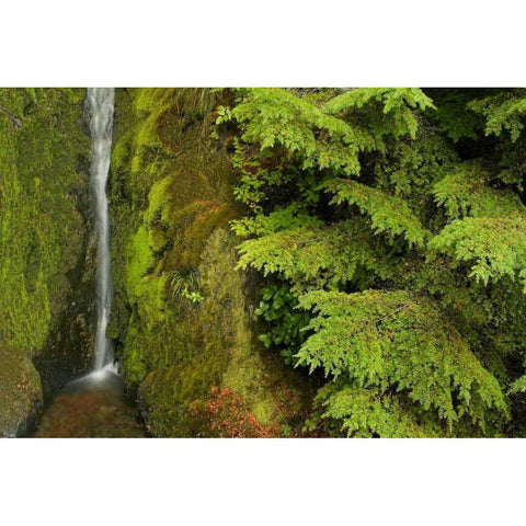 WA, Mt Baker Wilderness, Small waterfall Black Modern Wood Framed Art Print by Paulson, Don