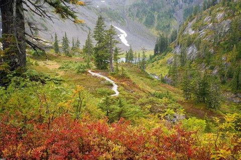 WA, Mt Baker Wilderness, Fall in Heather Meadows White Modern Wood Framed Art Print with Double Matting by Paulson, Don