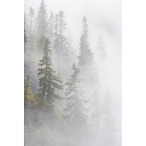 WA, Mt Baker Wilderness, Dense fog blanket Black Modern Wood Framed Art Print by Paulson, Don