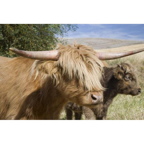 WA, Palouse Scottish highland cattle and calf Black Modern Wood Framed Art Print by Paulson, Don