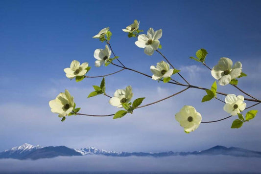 Image Only