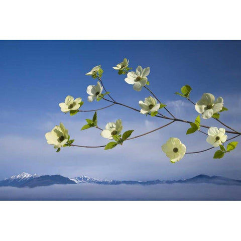 WA, Hood Canal Pacific dogwood blossoms Black Modern Wood Framed Art Print by Paulson, Don